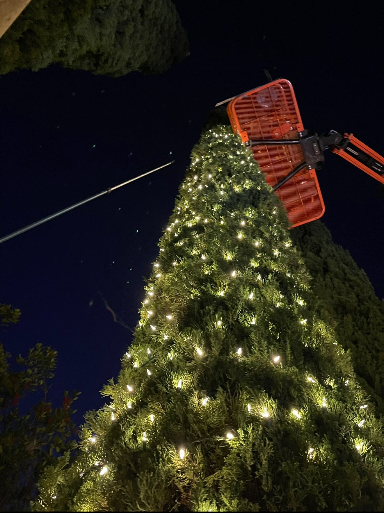 Tree Wrap Installation