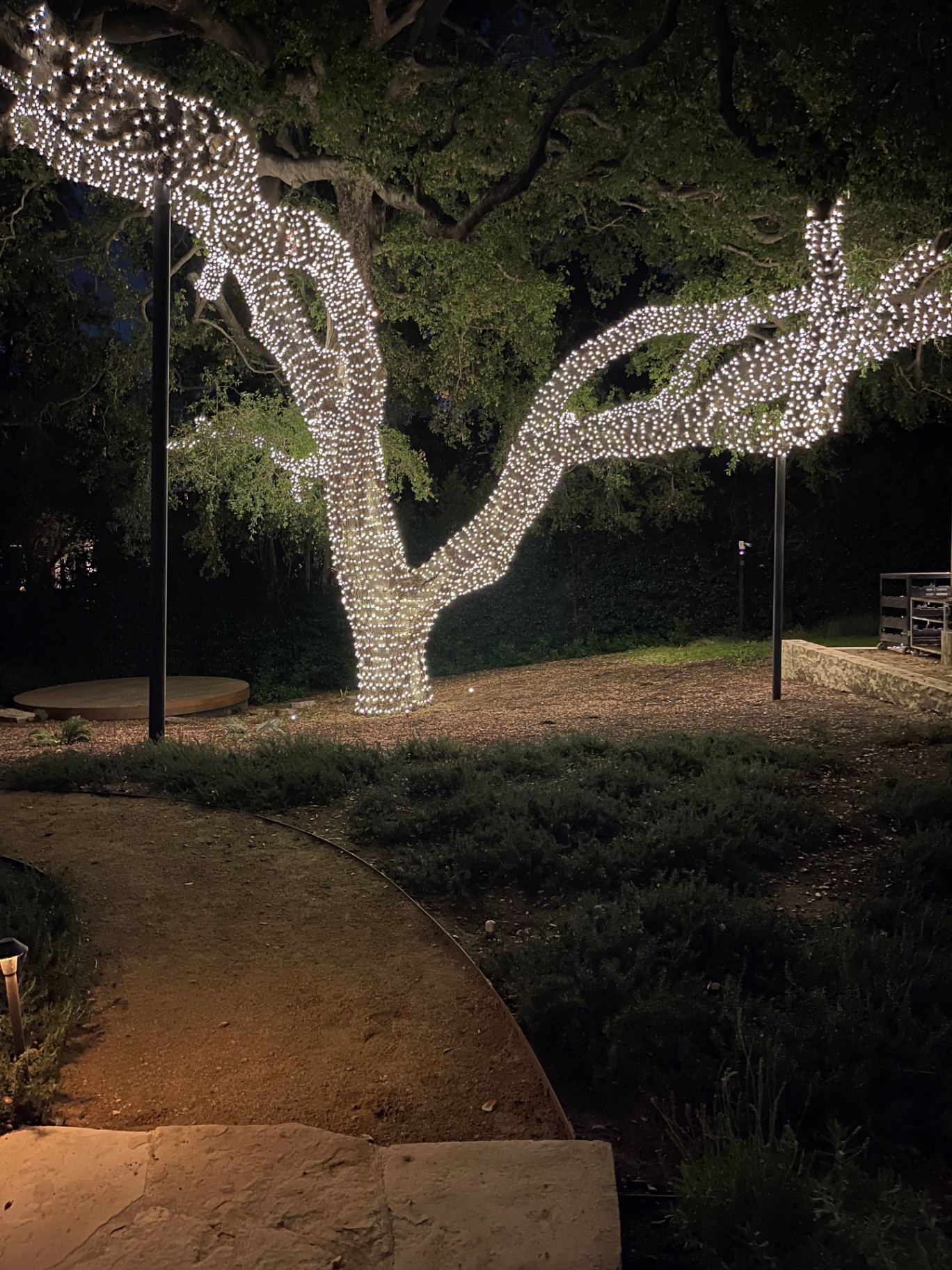 Signature Tree Wrap